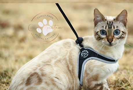 Playful Bengal kitten for sale near Austin Texas homes